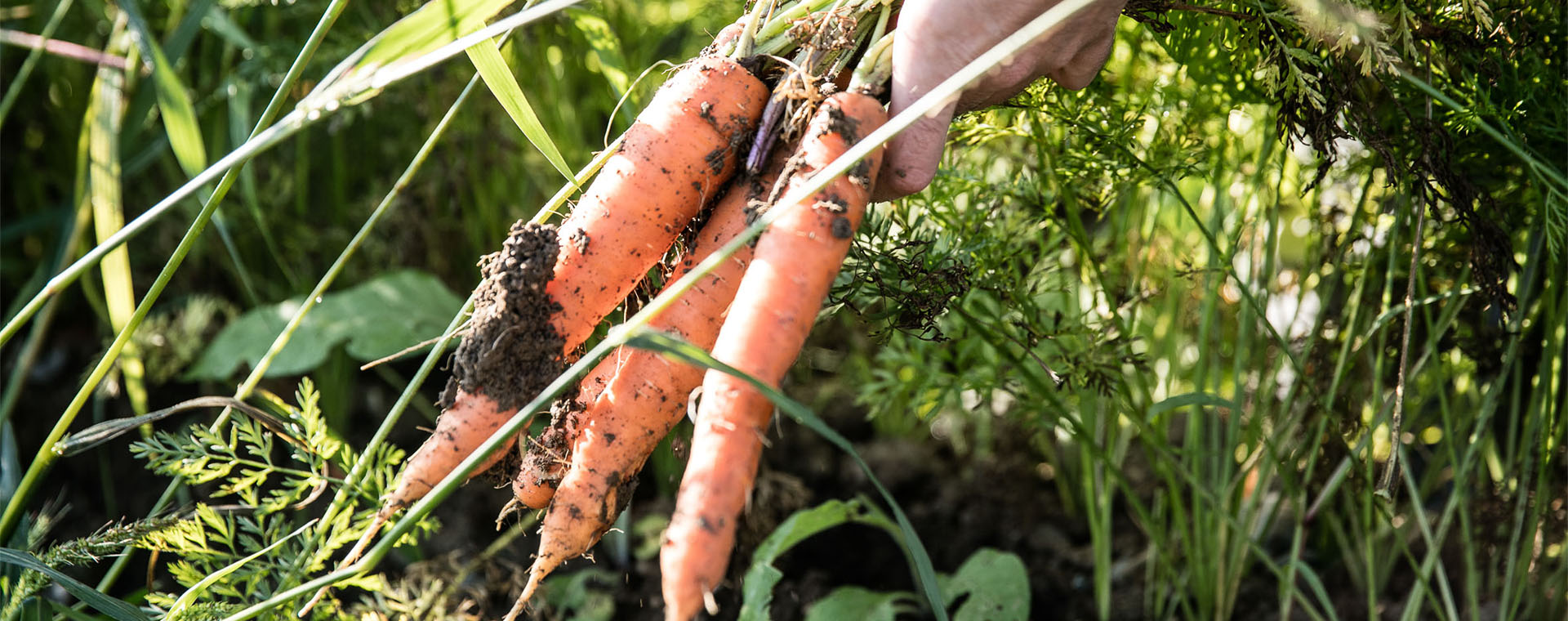 Karotten werden aus der Erde gezogen